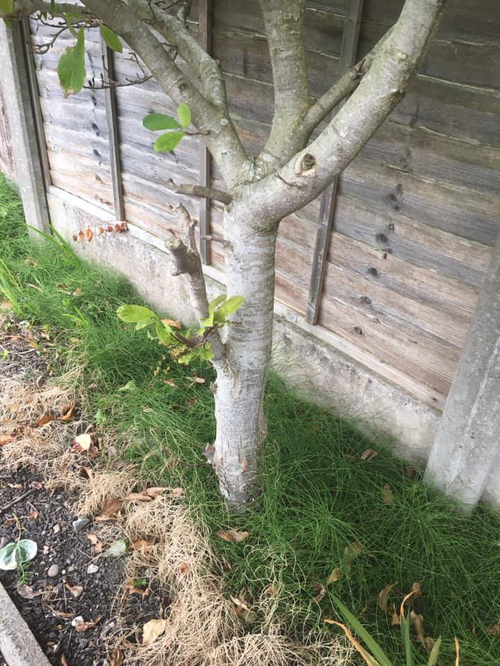Total Home & Garden Handyman Services | Handyman Crewe | Garden Tidying Before